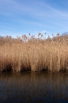 Dense curtain of dry reeds rising vertically from water under clear skies, composed in vertical format to emphasize the scale and repetition of natural growth lines.