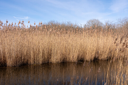 Close-up view of dense reed bed rising from still wetland waters, with soft morning light highlighting the natural verticality and subtle texture of this seasonal ecosystem.