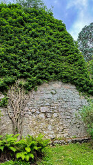 A tree with bare twisted branches appears to grow from a stone wall, covered with thick green ivy and surrounded by ferns.