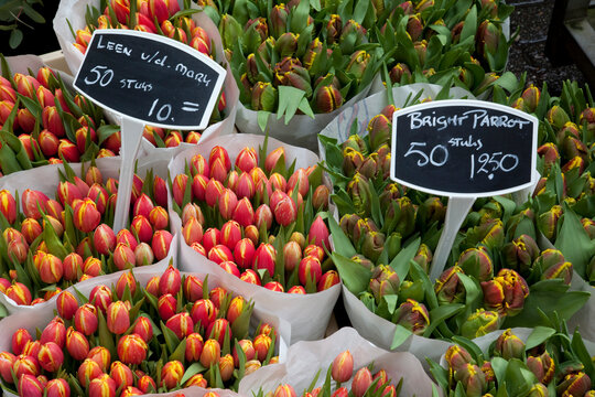 Tulips, Bloemenmarkt, Amsterdam, Holland