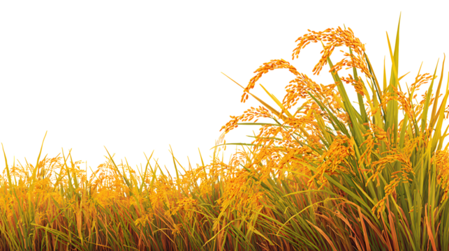 Rice field  with isolated on a transparent  background