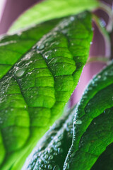 Close-up of vibrant green avocado tree leaves covered with morning dew.