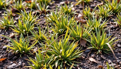 some sedges thrive in wet tundra soils of high cold regions where they stabilize soil and provide habitat for insects and small animals.