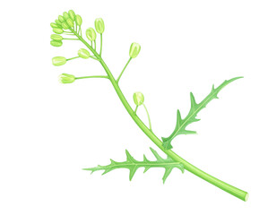 Fototapeta premium twig of a tree