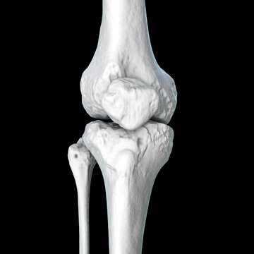 Knee joint bones anatomy, 3D illustration