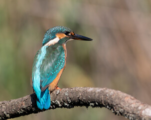 Common kingfisher, Alcedo atthis. A bird sits on a branch above the river, waiting for prey