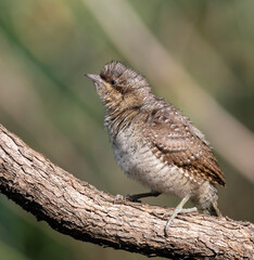 Eurasian wryneck, Jynx torquilla. The bird sits on a branch, ruffling its feathers