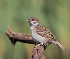 Eurasian tree sparrow, Passer montanus. Bird sitting on a branch, beautiful background