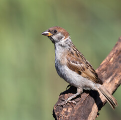 Eurasian tree sparrow, Passer montanus. Bird sitting on a branch, beautiful background