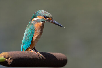 Common kingfisher, Alcedo atthis. A bird sits on a cattail on the bank of the river