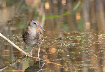 Water rail, Rallus aquaticus. A young bird stands on a reed stalk by the riverbank
