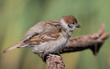 Eurasian tree sparrow, Passer montanus. The bird sits on a branch, fluffing its feathers