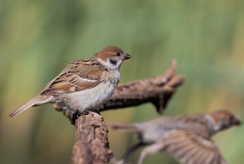 Eurasian tree sparrow, Passer montanus. One bird sits on a branch, another flies away