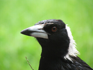 A Magpie