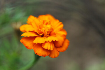 Orange African marigold flower in the garden (Tagetes erecta)