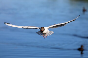 Larus ridibundus. Lake seagull with outstretched wings in northern Siberia