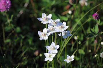 Parnassia palustris. Grass of Parnassus close-up in the Arctic