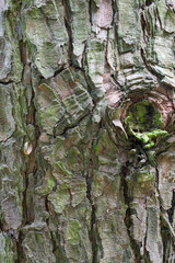 Beautiful details of pinus densiflora