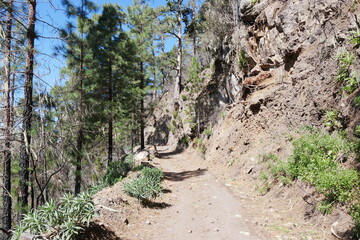 Fototapeta premium Wanderweg durch Kiefernwald und Fels Berge auf Teneriffa