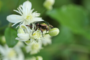 Old man's beard plant and bug Cetonia aurata (Clematis vitalba)
