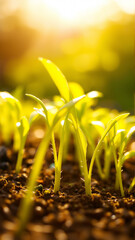 Close-up of new crop sowing. Sprouts are breaking through the soil in the rays of the sun