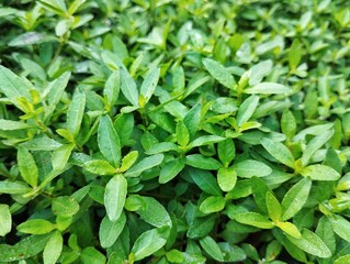 Close up of green creamy grass in outdoor garden  leaves background