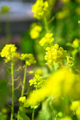 Obraz premium 東谷山フルーツパーク 菜の花 Togokusan Fruits Park Canola flowers