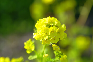 東谷山フルーツパーク　菜の花　Togokusan Fruits Park Canola flowers