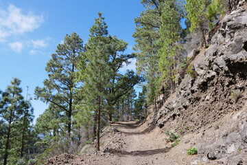 Wanderweg durch Kiefernwald in Berglandschaft auf Teneriffa