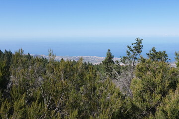 Lorbeerwald und Erika auf Teneriffa Orotavatal