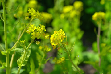 東谷山フルーツパーク　菜の花　Togokusan Fruits Park Canola flowers