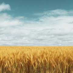 Fototapeta premium Vibrant photo of yellow wheat field and blue sky.
