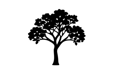 Blooming Teak Tree Silhouette on White plant