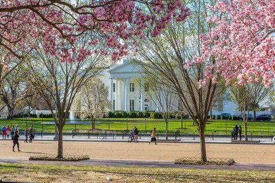 View of The White House and spring blossom in Lafayette Square, Washington D.C.