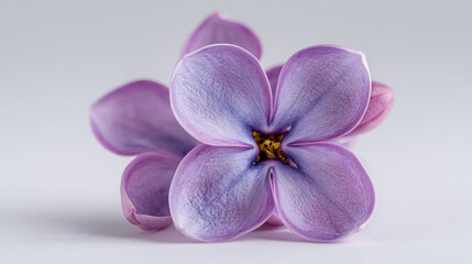 Fototapeta premium Single lilac bloom displayed on a white surface with full focus and clipping path included
