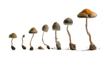 A collection of mushrooms illustrating the growth of the life cycle, staged in a row. The various stages of mushrooms, with an element of nature at display.