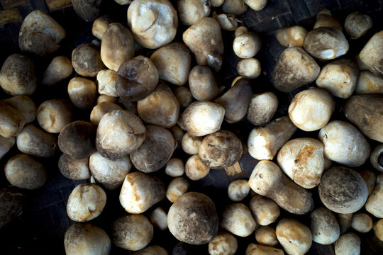 Fresh Jamur Merang, Volvariella volvacea, Straw Mushrooms for cooking. Food ingredients