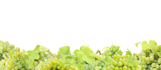 Green grape fruit isolated