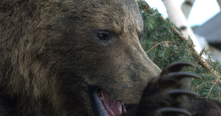An aggressive big bear attacks, baring its claws.