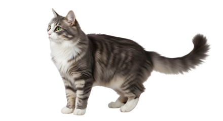 Majestic grey tabby cat with striking green eyes stands poised, ready for any creative project needing a touch of feline elegance and charm.
