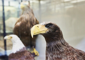 The eagle's head, the birds of our planet