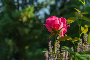 Obraz premium A striking close-up of a pink rose. Illuminated by sunlight. showcasing its delicate petals against a blurred green background.
