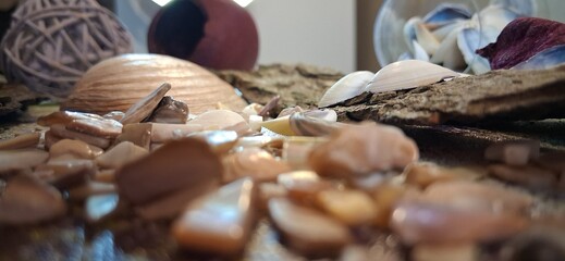 seashells on the sand