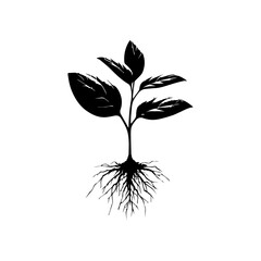 Silhouette of a Young Plant with Intricate Roots.