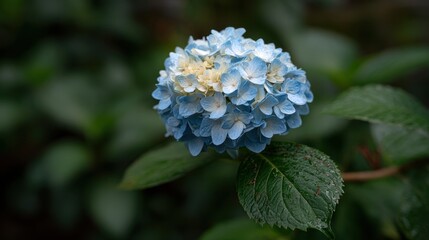 Beautiful Blue Flower Bloom in Natural Light