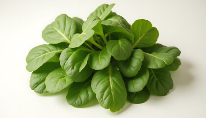 Fototapeta premium Fresh Green Basil Herb Plant on White Background for Cooking and Culinary Use