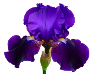purple iris isolated on white background