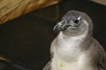 Baby Penguin in Wooden Shelter