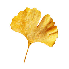 Naklejka premium Single dried ginkgo biloba leaf isolated on white background