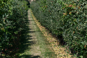 Apfelplantage im Sommer mit viel Fallobst das verschwendet wird 